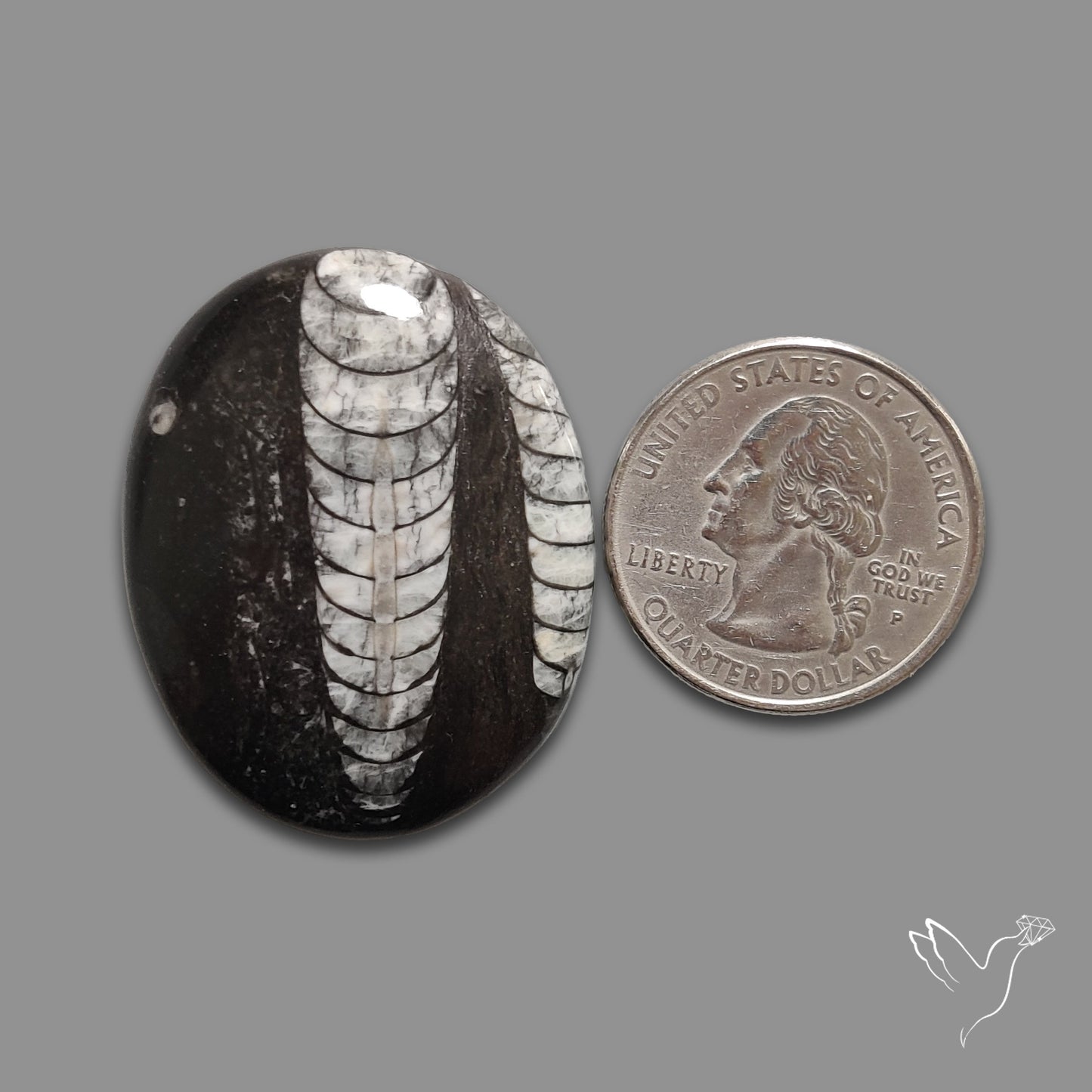 Orthoceras Fossil Cabochon