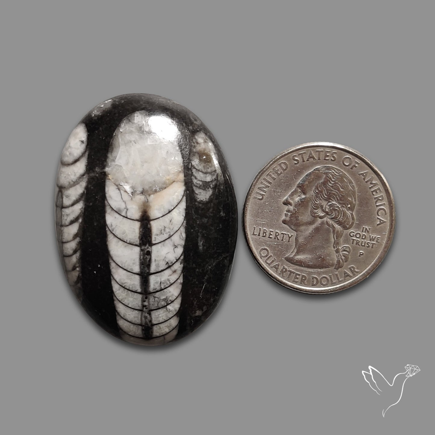 Orthoceras Fossil Cabochon