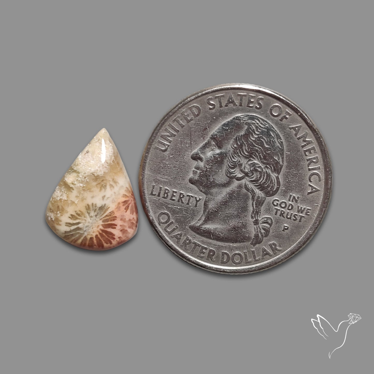Fossil Coral Cabochon