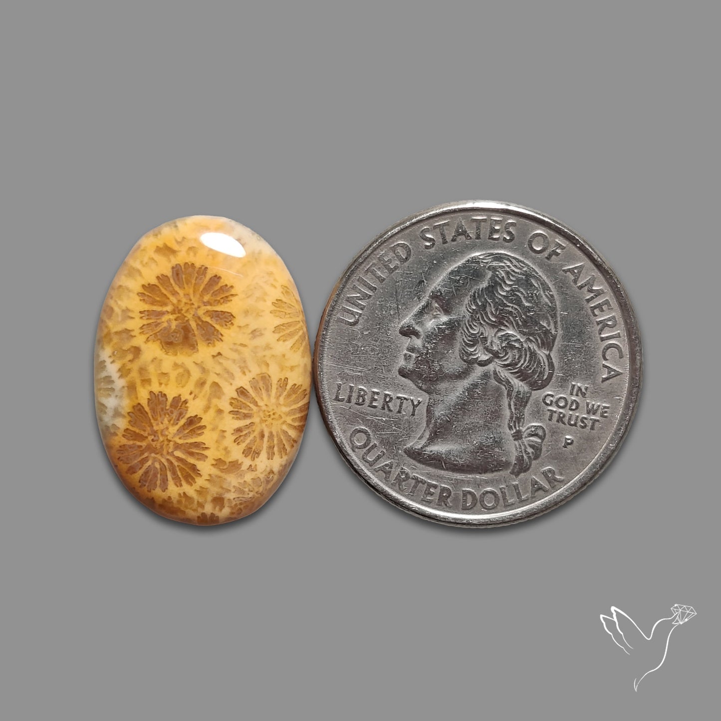 Fossil Coral Cabochon