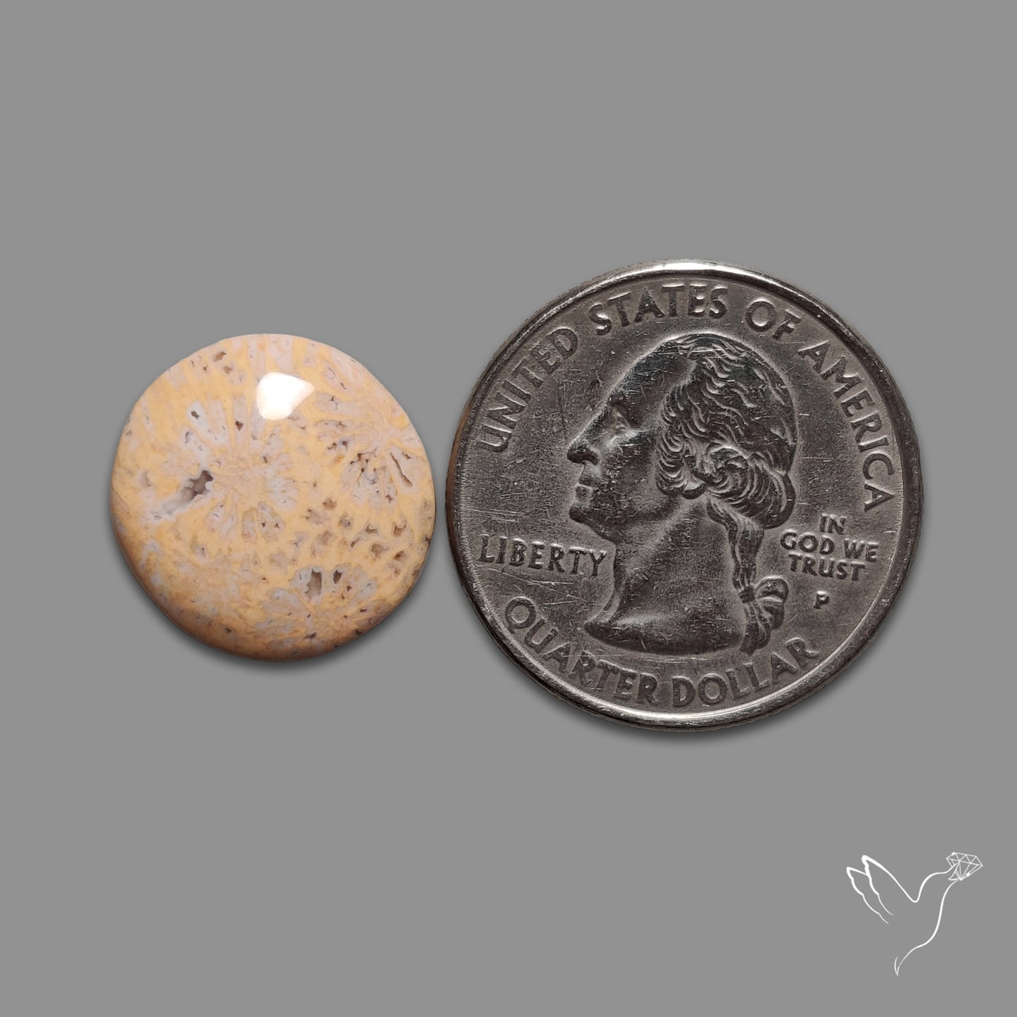 Fossil Coral Cabochon