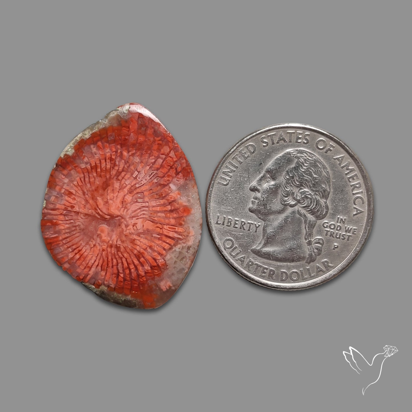 Red Horn Coral Cabochon From Utah