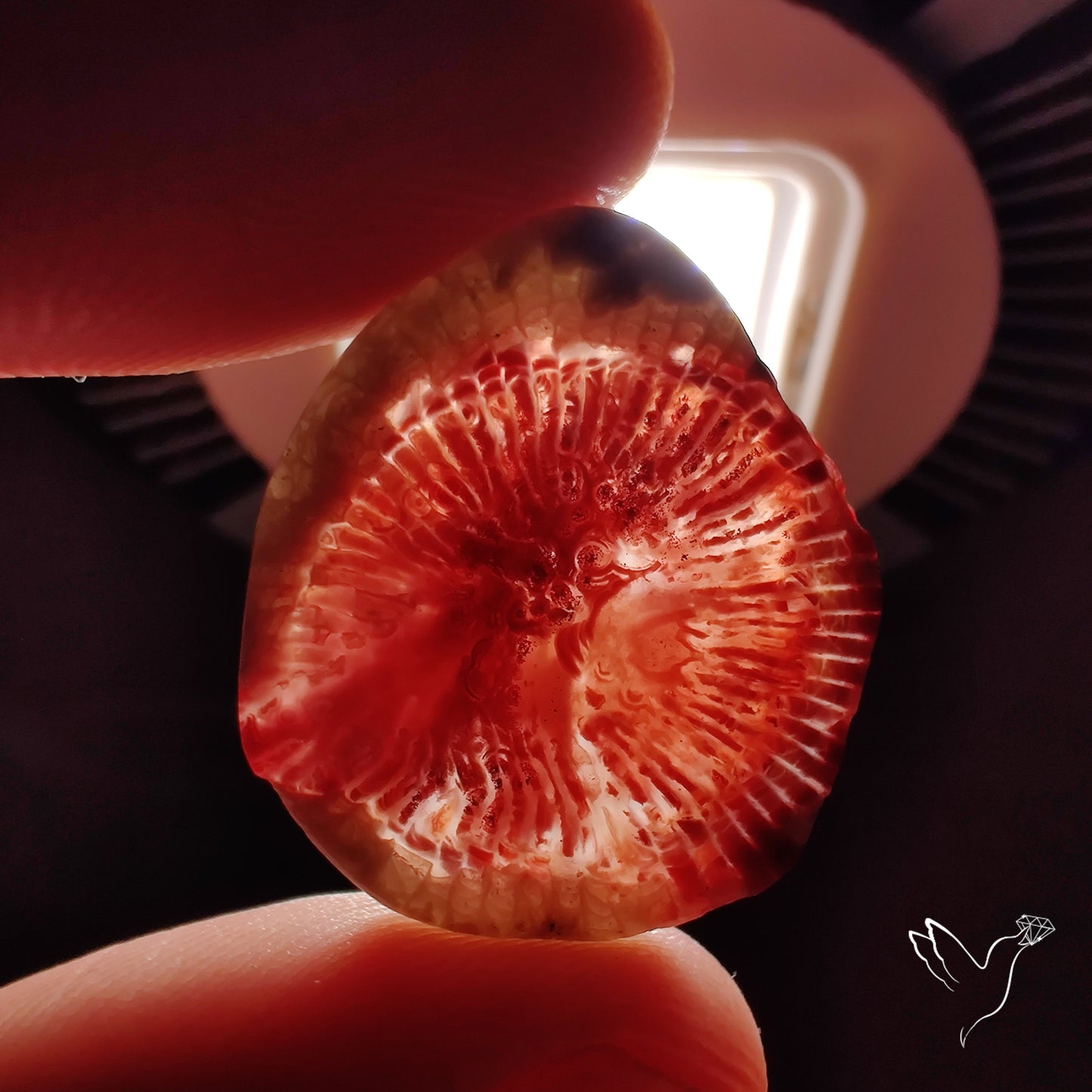 Red Horn Coral Cabochon From Utah