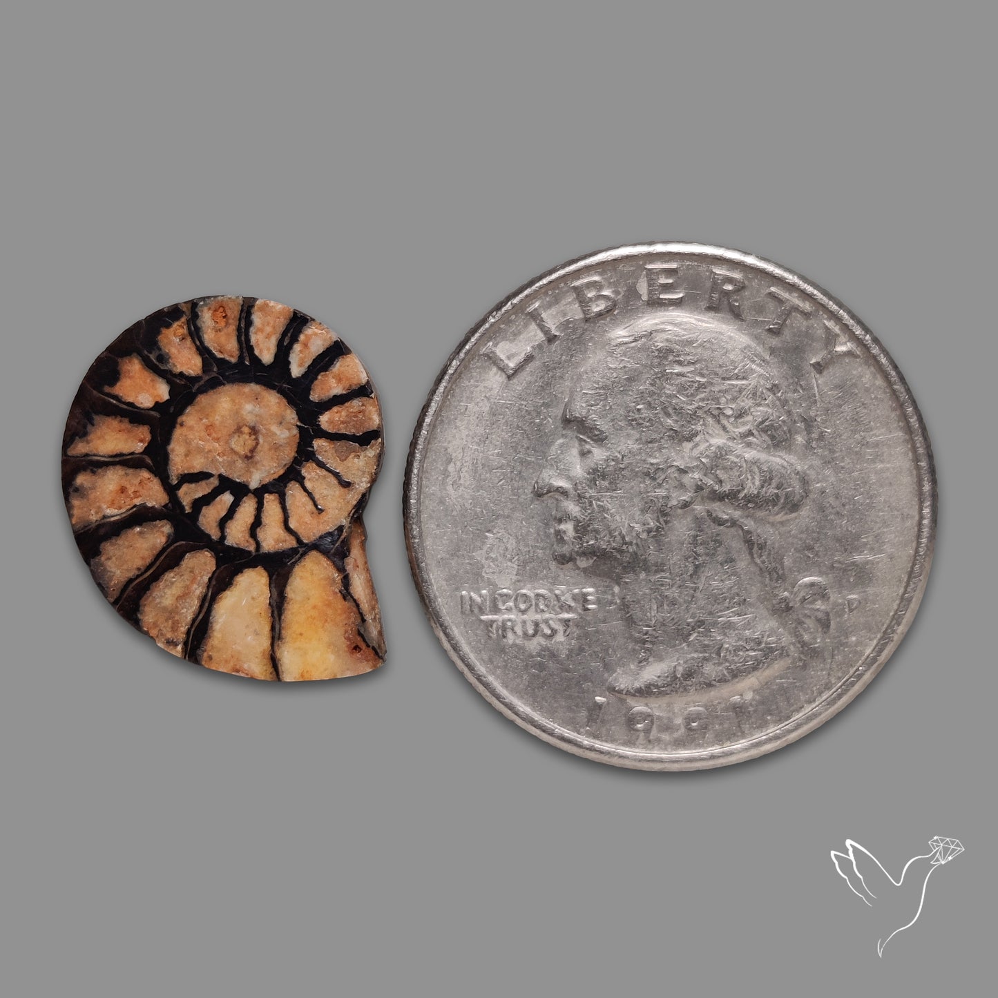 Ammonite