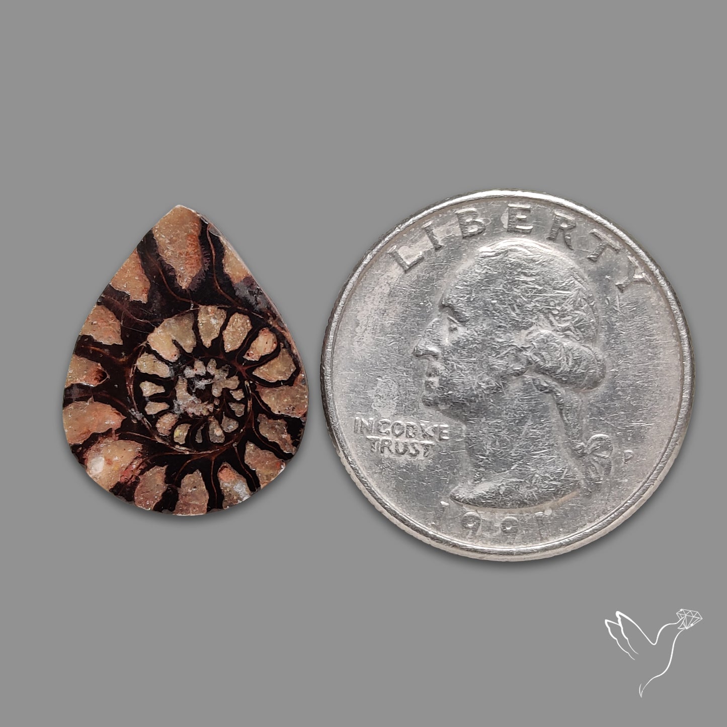 Ammonite Fossil