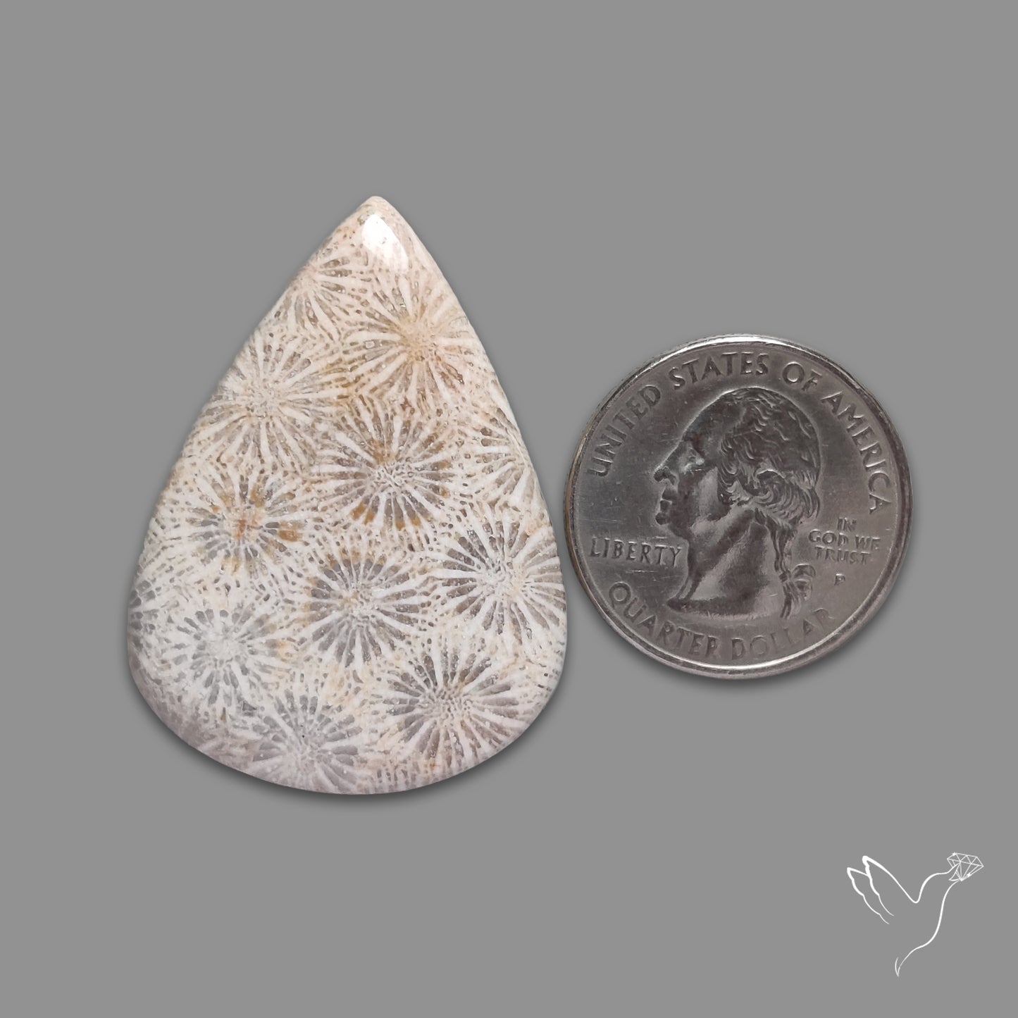 Fossil Coral Cabochon