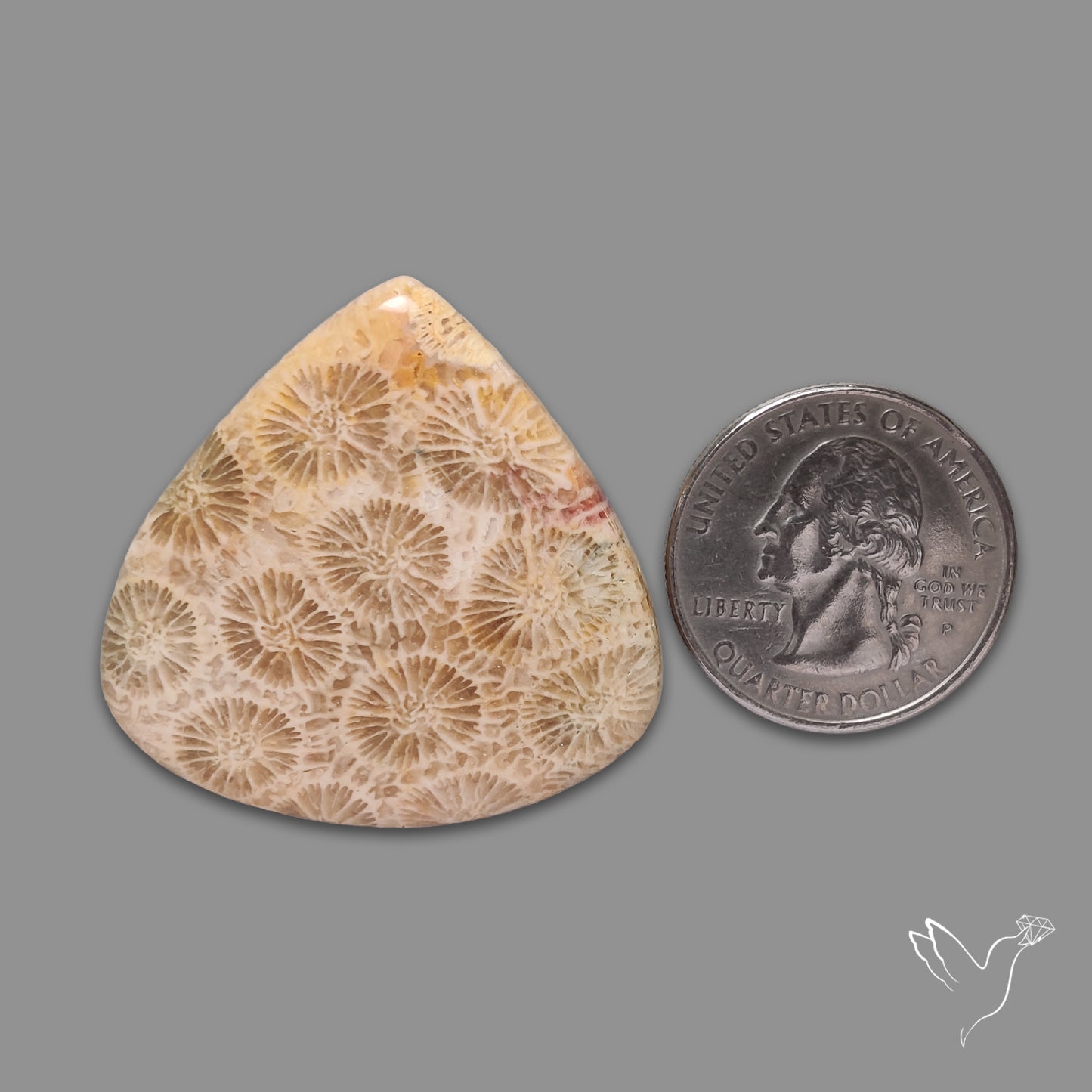 Fossil Coral Cabochon