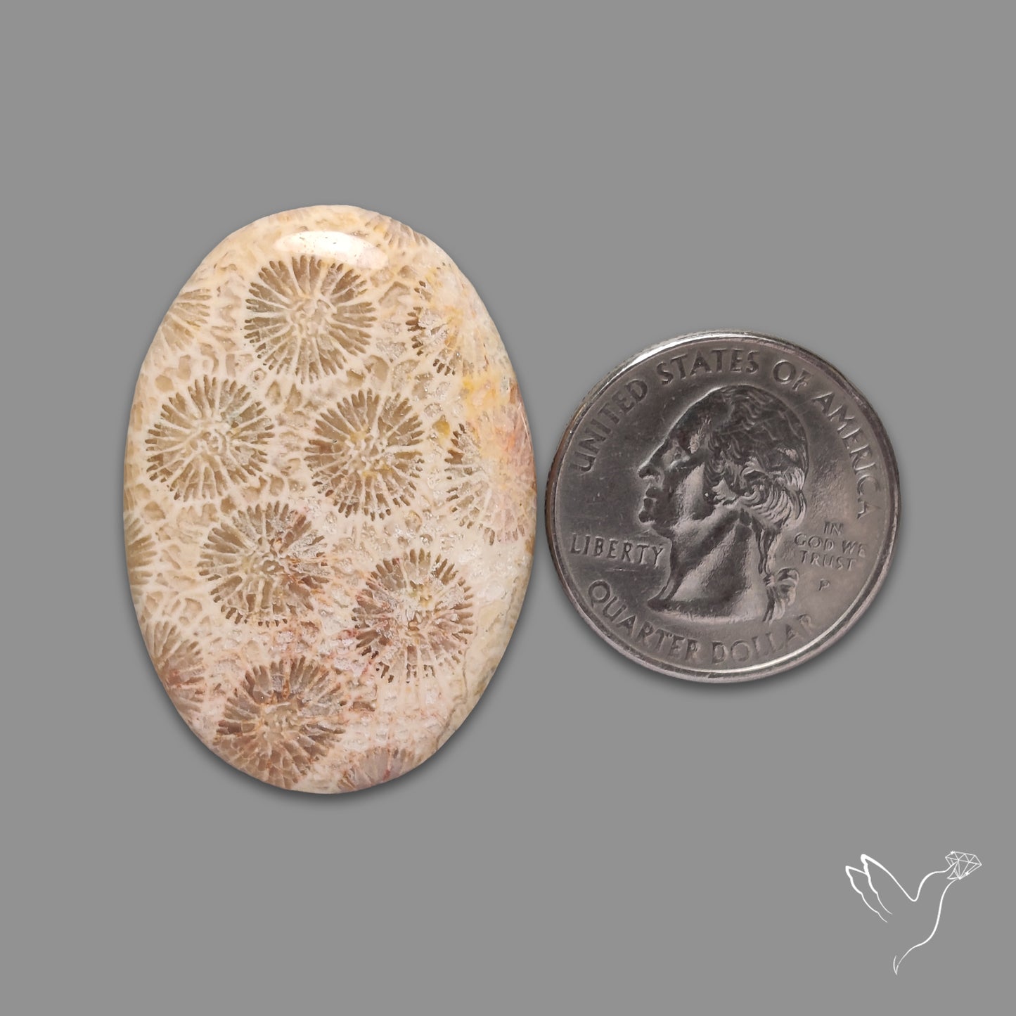 Fossil Coral Cabochon