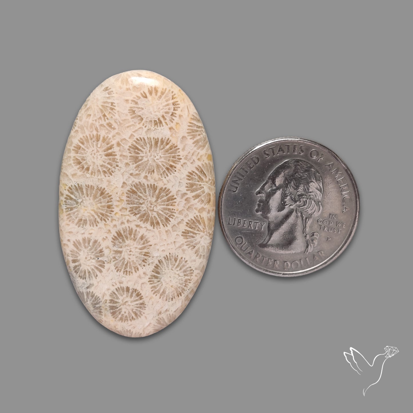 Fossil Coral Cabochon