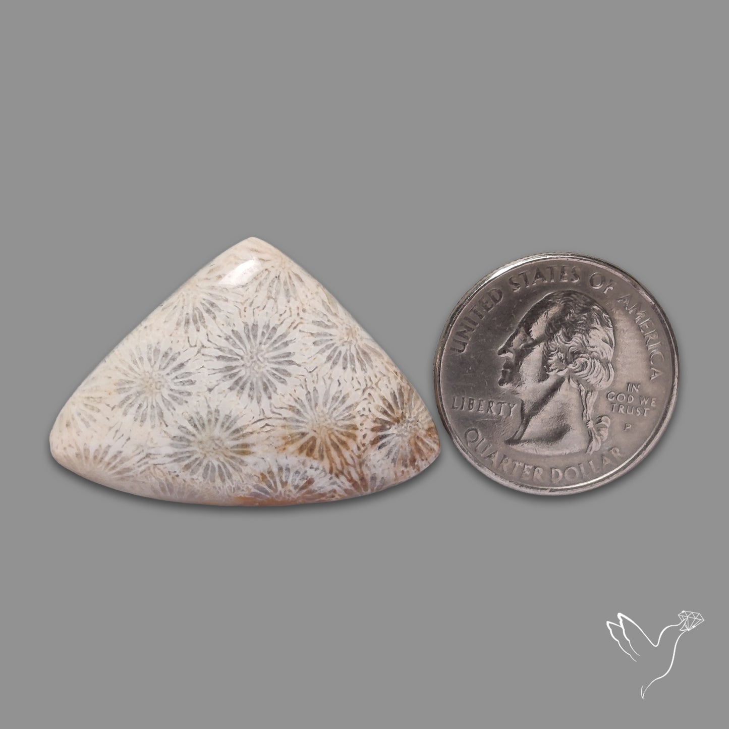 Fossil Coral Cabochon