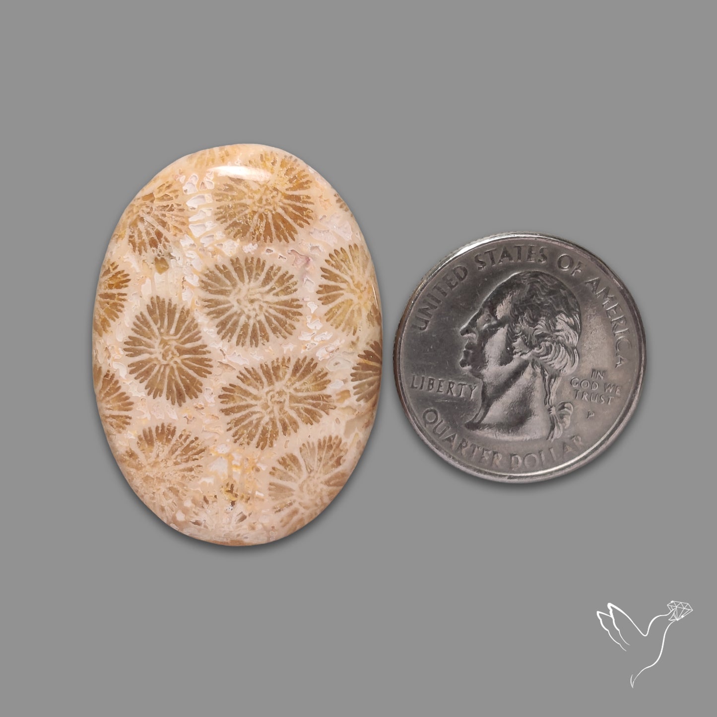 Fossil Coral Cabochon