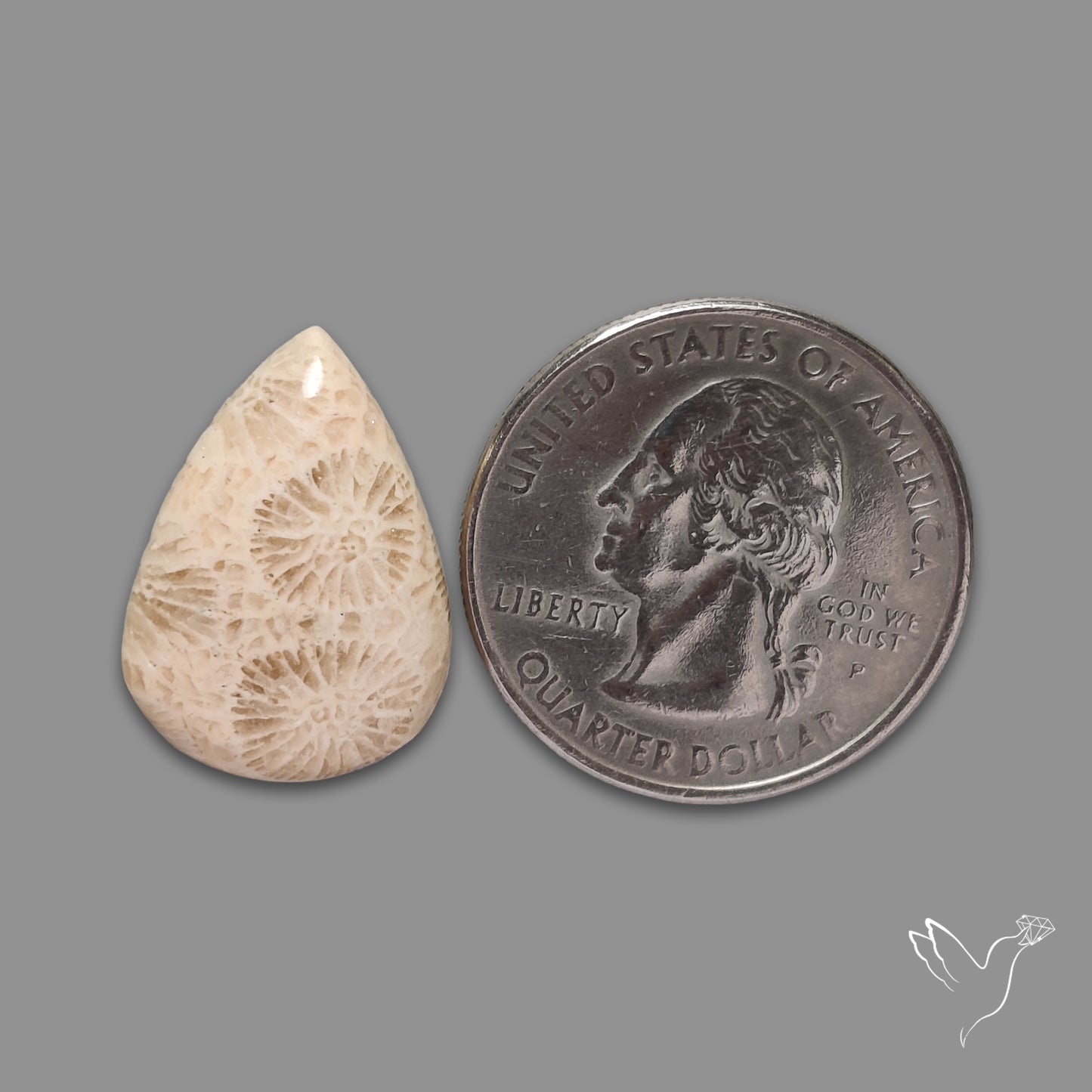 Fossil Coral Cabochon
