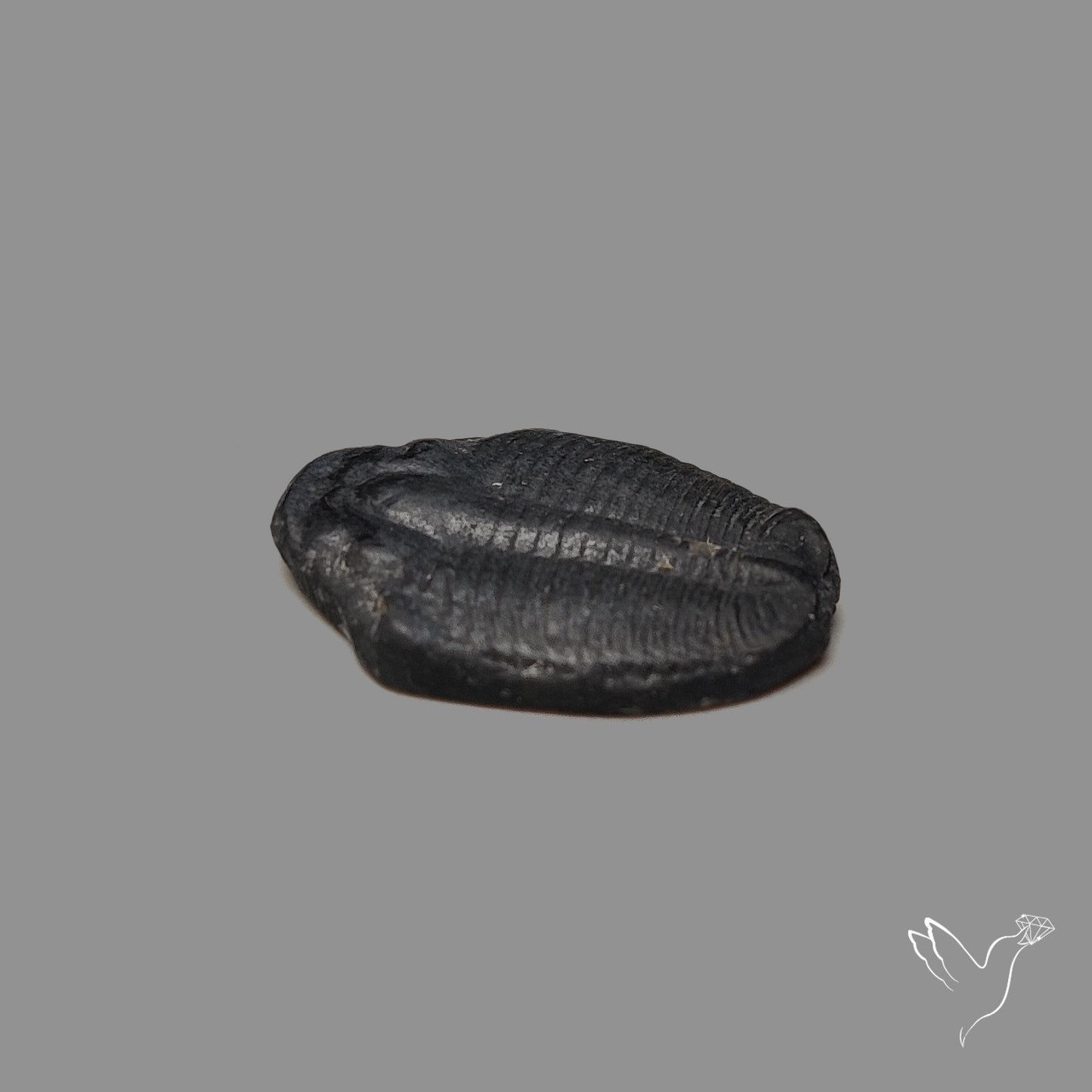 Trilobite Fossil
