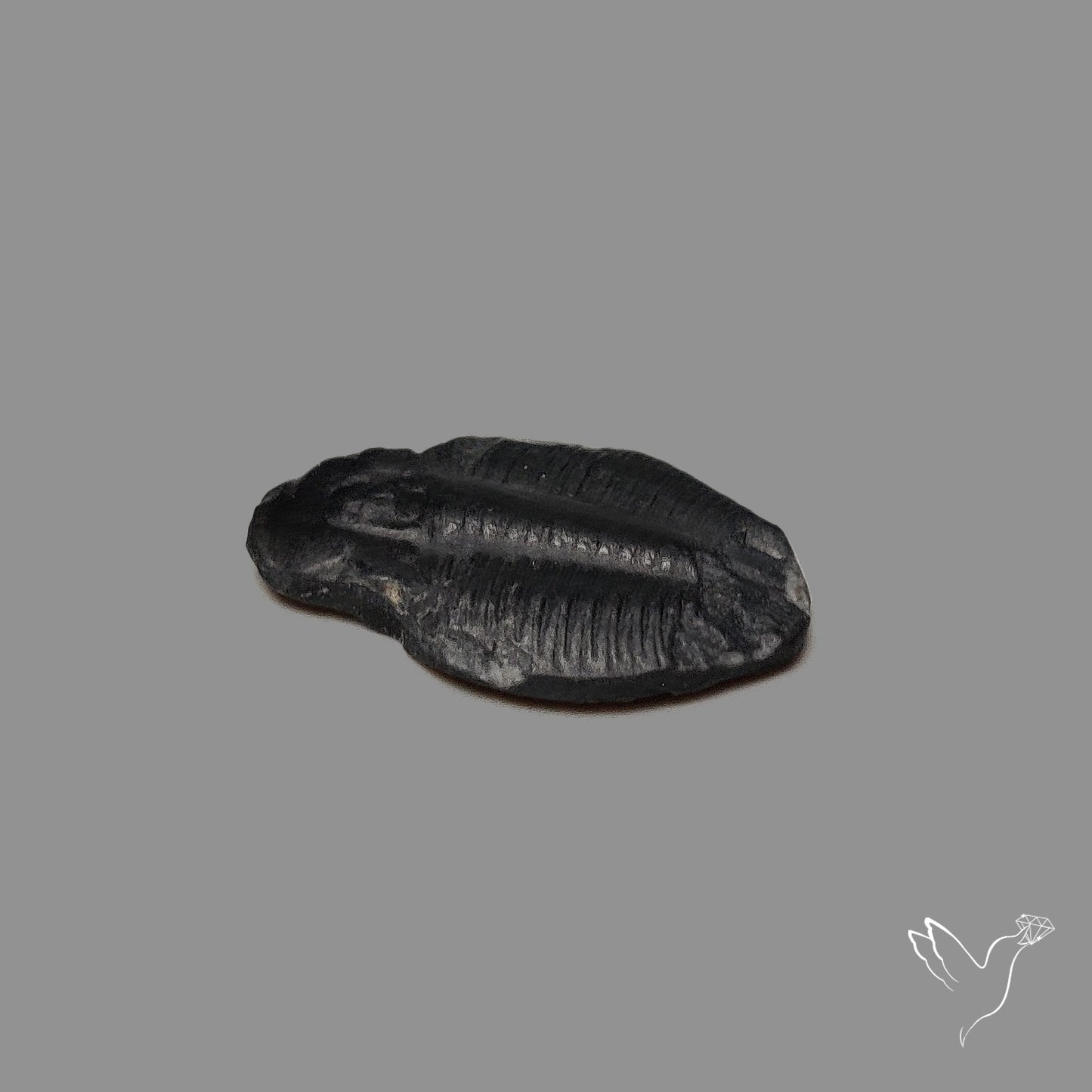 Trilobite Fossil