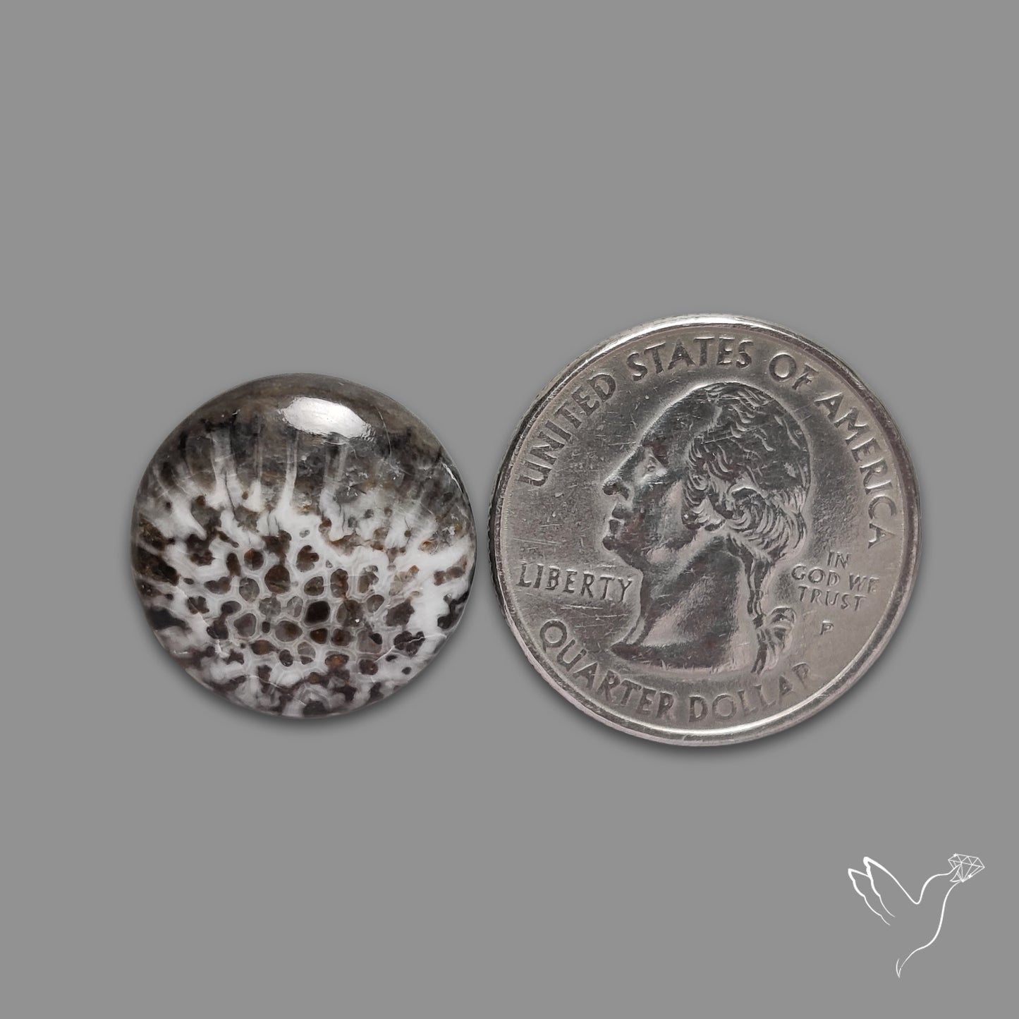 Stingray Black Fossil Coral Cabochon