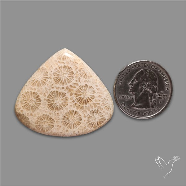 Fossil Coral Cabochon
