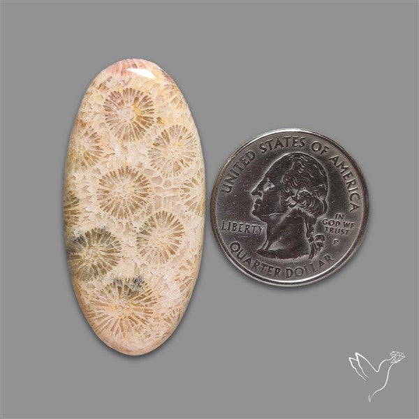 Fossil Coral Cabochon