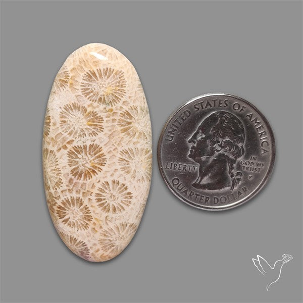 Fossil Coral Cabochon