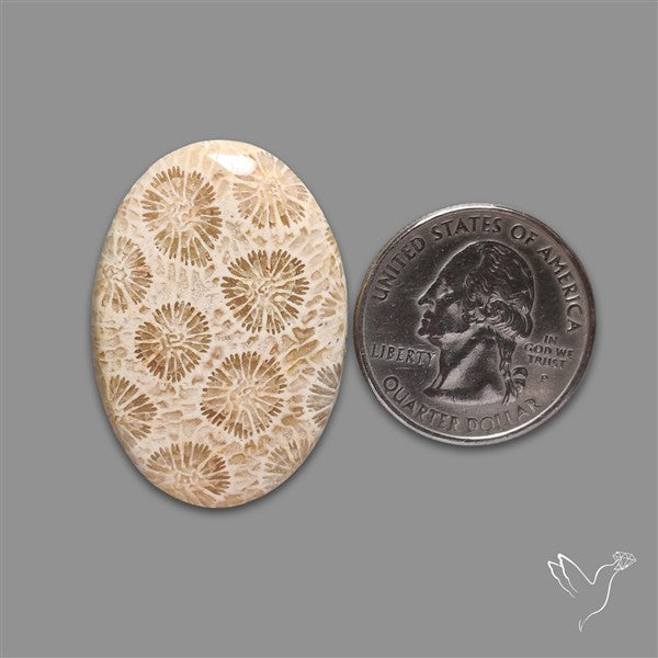 Fossil Coral Cabochon