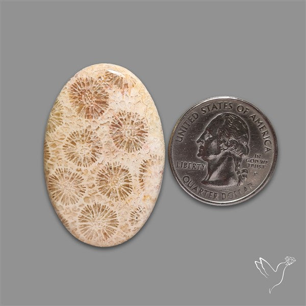 Fossil Coral Cabochon