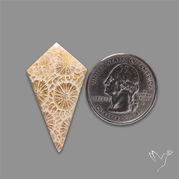 Fossil Coral Cabochon