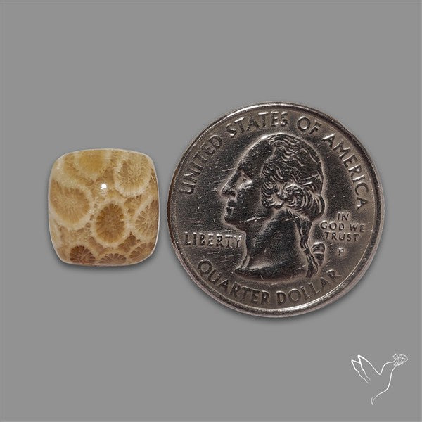 Fossil Coral Cabochon