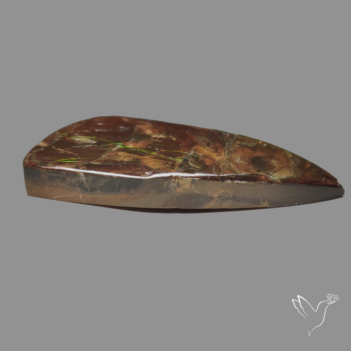 Rare Large Ammolite Specimen