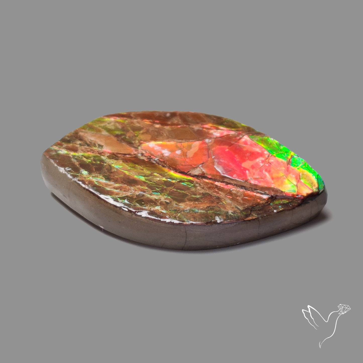 Bicolor Large Ammolite Specimen Red Green Natural