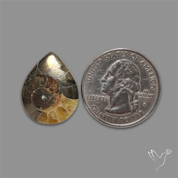 Ammonite With Pyrite Cabochon
