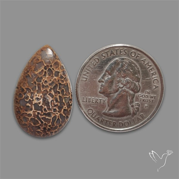 Dinosaur Bone Fossil Cabochon