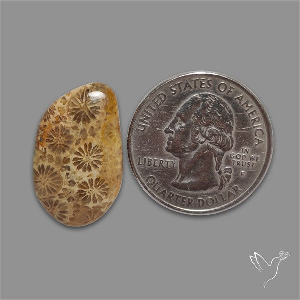 Fossil Coral Cabochon