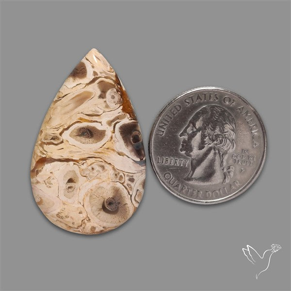Indonesian Palmroot Agate Cabochon
