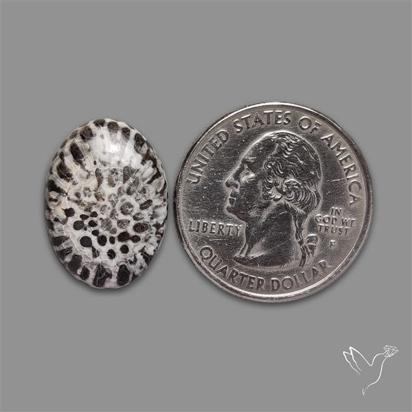 Black Fossil Coral Cabochon