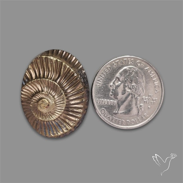 Rare Pyritized Ammonite Negative Fossil