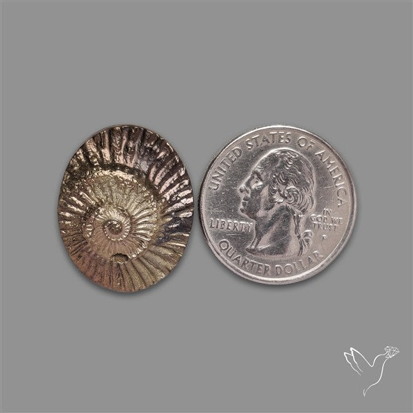 Rare Pyritized Ammonite Negative Fossil