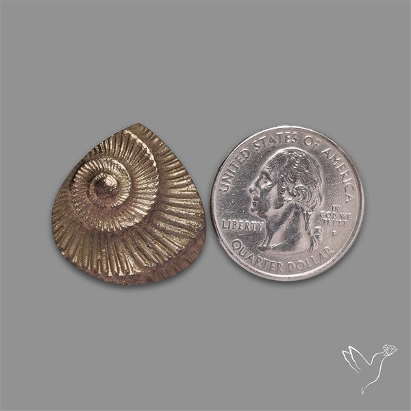 Rare Pyritized Ammonite Negative Fossil
