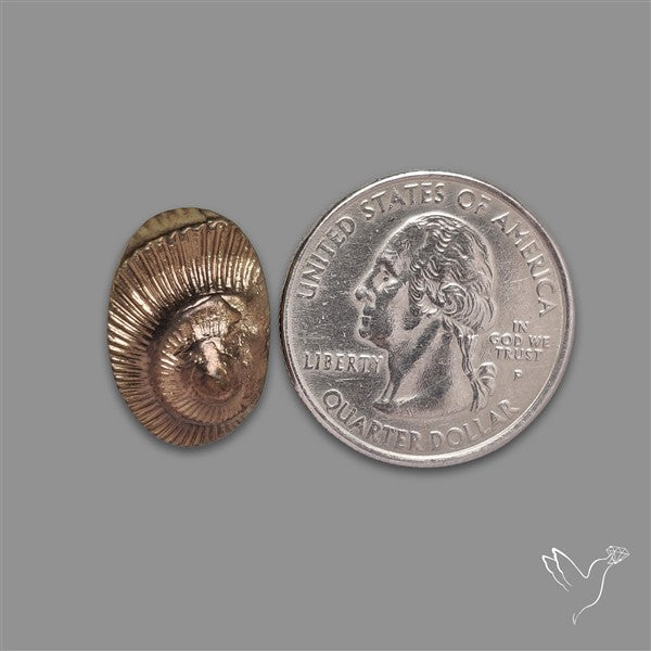 Rare Pyritized Ammonite Negative Fossil