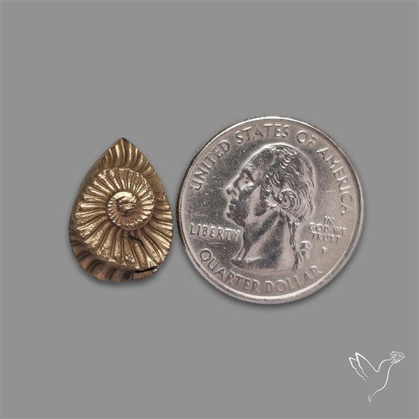 Rare Pyritized Ammonite Negative Fossil