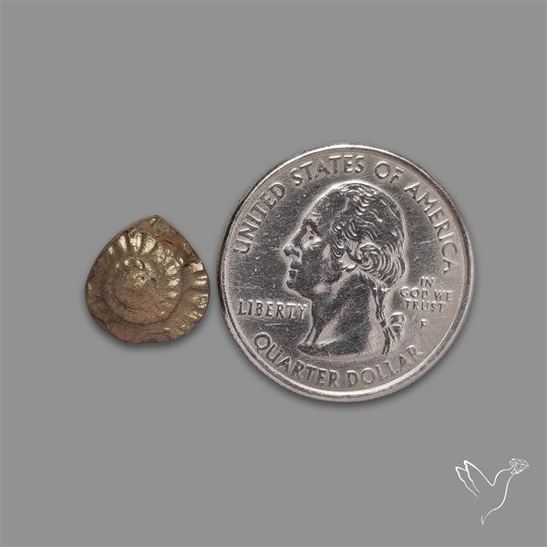 Rare Pyritized Ammonite Negative Fossil