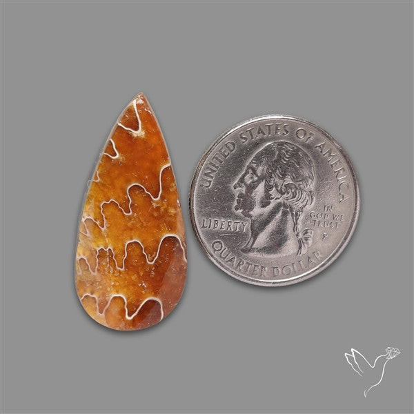 Suture Ammonite Fossilized Cabochon