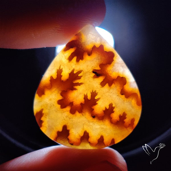 Suture Ammonite Fossilized Cabochon