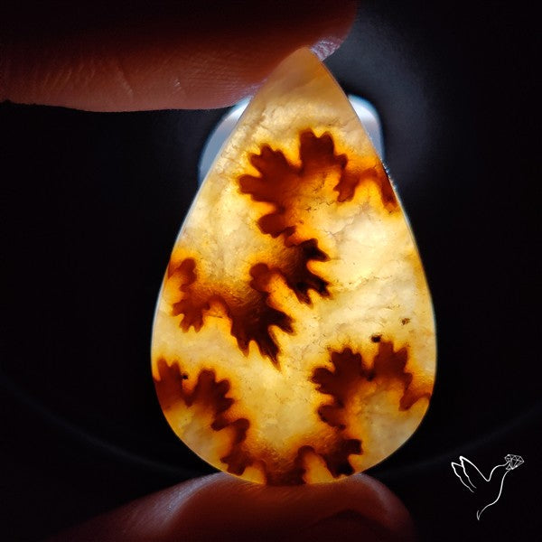 Suture Ammonite Fossilized Cabochon