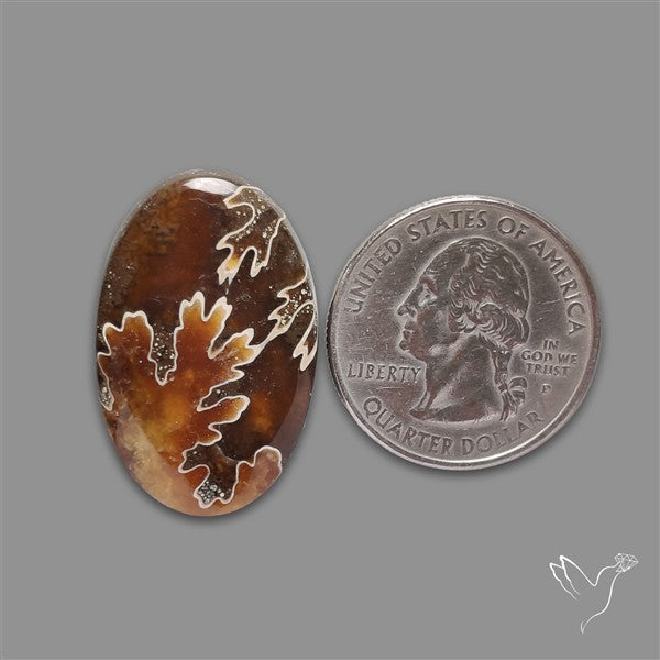 Suture Ammonite Fossilized Cabochon