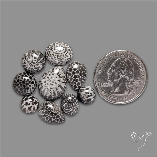 Black Fossil Coral Cabochons Lot
