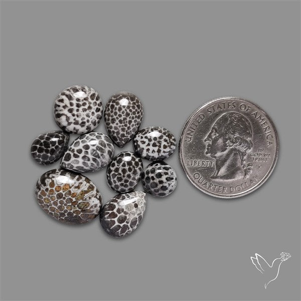Black Fossil Coral Cabochons Lot