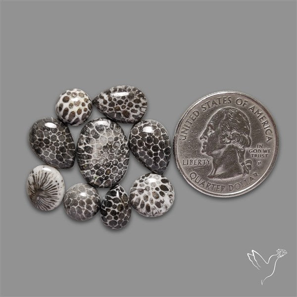 Black Fossil Coral Cabochons Lot
