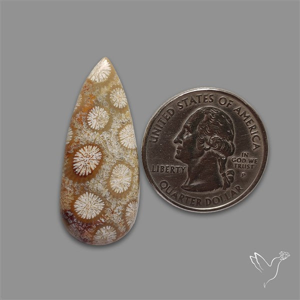 Fossil Coral Cabochon