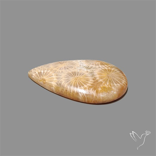 Fossil Coral Cabochon