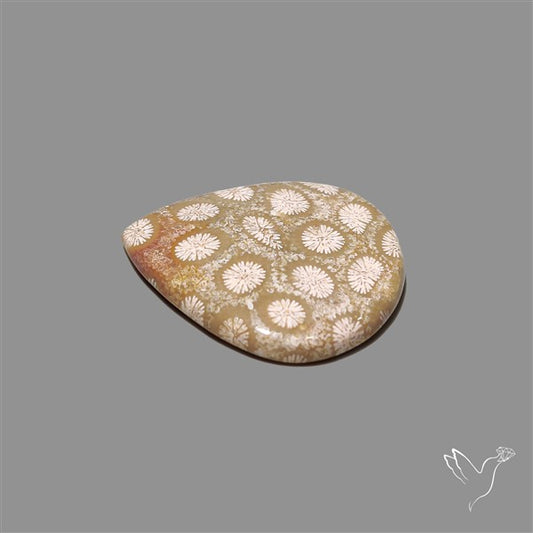 Fossil Coral Cabochon