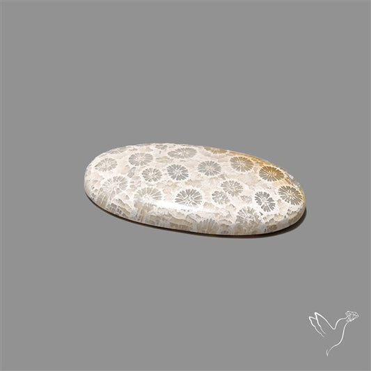 Fossil Coral Cabochon